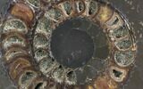 Sliced Ammonite (Speetoniceras) With Druzy Pyrite #34580-1